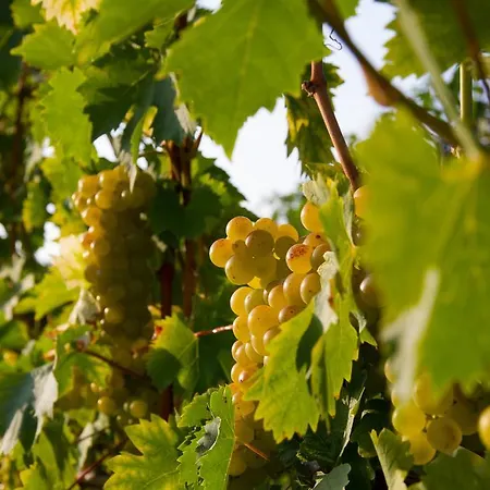 ベッド・アンド・ブレックファスト Weingut Schwarzl