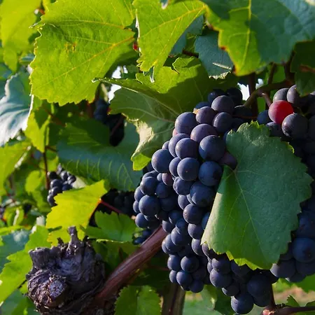 Weingut Schwarzl