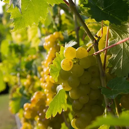 Weingut Schwarzl