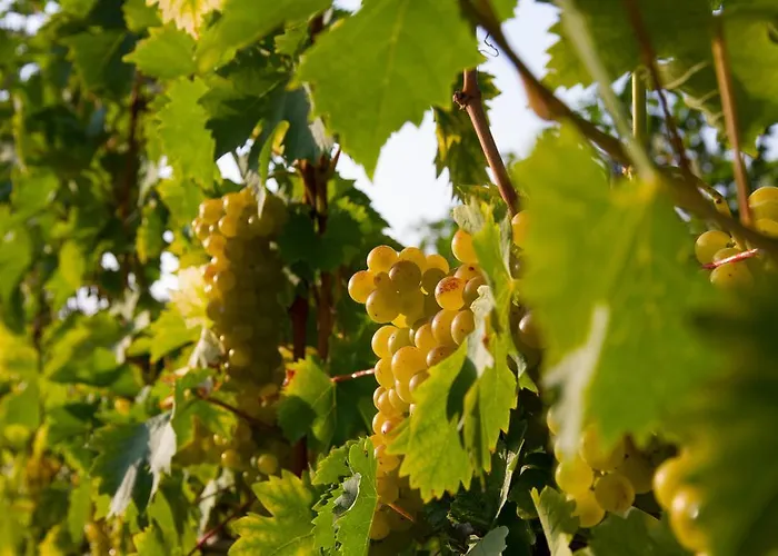 Couette-café Weingut Schwarzl